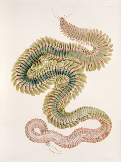 Nereis virens, 1910 by W. C. McIntosh